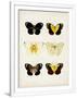 Gramercy White