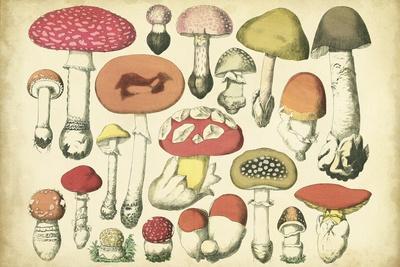 Magic Mushroom Chart