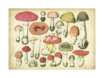 Magic Mushroom Chart