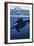 Visit the Aquarium, Orca and Calf-Lantern Press-Framed Art Print