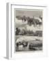 Visit to a Royal Stud Farm, at Wolferton, Near Sandringham-Joseph Holland Tringham-Framed Giclee Print