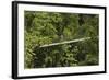 Visitor at Arenal Hanging Bridges Where Rainforest Canopy Is Accessed Via Walkways-Rob Francis-Framed Photographic Print