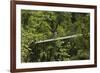 Visitor at Arenal Hanging Bridges Where Rainforest Canopy Is Accessed Via Walkways-Rob Francis-Framed Photographic Print