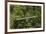 Visitor at Arenal Hanging Bridges Where Rainforest Canopy Is Accessed Via Walkways-Rob Francis-Framed Photographic Print