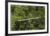 Visitor at Arenal Hanging Bridges Where Rainforest Canopy Is Accessed Via Walkways-Rob Francis-Framed Photographic Print