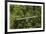 Visitor at Arenal Hanging Bridges Where Rainforest Canopy Is Accessed Via Walkways-Rob Francis-Framed Photographic Print