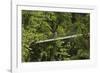 Visitor at Arenal Hanging Bridges Where Rainforest Canopy Is Accessed Via Walkways-Rob Francis-Framed Photographic Print