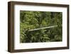 Visitor at Arenal Hanging Bridges Where Rainforest Canopy Is Accessed Via Walkways-Rob Francis-Framed Photographic Print