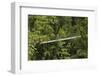 Visitor at Arenal Hanging Bridges Where Rainforest Canopy Is Accessed Via Walkways-Rob Francis-Framed Photographic Print