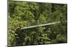 Visitor at Arenal Hanging Bridges Where Rainforest Canopy Is Accessed Via Walkways-Rob Francis-Mounted Photographic Print