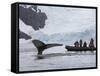 Visitors Get Close-up View of Humpback Whales in Cierva Cove, Gerlache Strait, Antarctic Peninsula-Hugh Rose-Framed Stretched Canvas