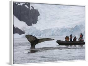 Visitors Get Close-up View of Humpback Whales in Cierva Cove, Gerlache Strait, Antarctic Peninsula-Hugh Rose-Framed Photographic Print