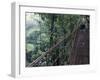 Visitors on Suspension Bridge Through Forest Canopy, Monteverde Cloud Forest, Costa Rica-Scott T. Smith-Framed Premium Photographic Print