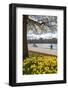 Visitors Walking Along the Serpentine with Daffodils in the Foreground, Hyde Park, London, England-Charlie Harding-Framed Photographic Print