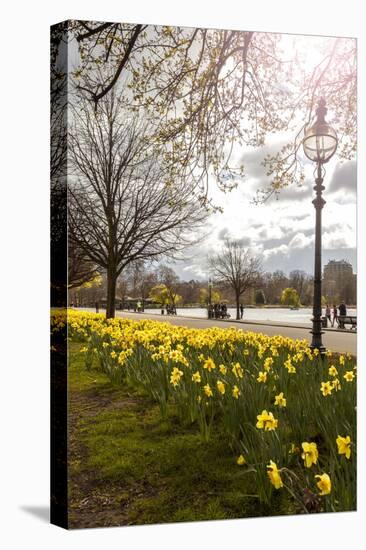 Visitors Walking Along the Serpentine with Daffodils in the Foreground, Hyde Park, London-Charlie Harding-Stretched Canvas
