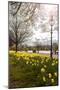 Visitors Walking Along the Serpentine with Daffodils in the Foreground, Hyde Park, London-Charlie Harding-Mounted Photographic Print