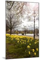 Visitors Walking Along the Serpentine with Daffodils in the Foreground, Hyde Park, London-Charlie Harding-Mounted Photographic Print