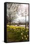 Visitors Walking Along the Serpentine with Daffodils in the Foreground, Hyde Park, London-Charlie Harding-Framed Stretched Canvas