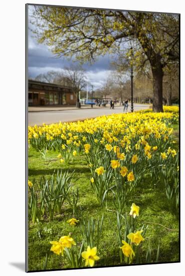 Visitors Walking Along the Serpentine with Daffodils in the Foreground, Hyde Park, London-Charlie Harding-Mounted Photographic Print