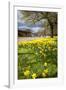 Visitors Walking Along the Serpentine with Daffodils in the Foreground, Hyde Park, London-Charlie Harding-Framed Photographic Print