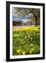 Visitors Walking Along the Serpentine with Daffodils in the Foreground, Hyde Park, London-Charlie Harding-Framed Photographic Print