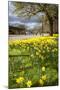 Visitors Walking Along the Serpentine with Daffodils in the Foreground, Hyde Park, London-Charlie Harding-Mounted Photographic Print