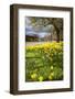 Visitors Walking Along the Serpentine with Daffodils in the Foreground, Hyde Park, London-Charlie Harding-Framed Photographic Print