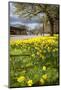 Visitors Walking Along the Serpentine with Daffodils in the Foreground, Hyde Park, London-Charlie Harding-Mounted Photographic Print