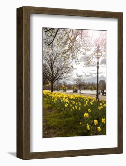 Visitors Walking Along the Serpentine with Daffodils in the Foreground, Hyde Park, London-Charlie Harding-Framed Photographic Print