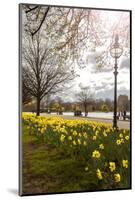 Visitors Walking Along the Serpentine with Daffodils in the Foreground, Hyde Park, London-Charlie Harding-Mounted Photographic Print