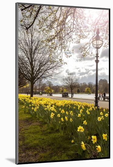 Visitors Walking Along the Serpentine with Daffodils in the Foreground, Hyde Park, London-Charlie Harding-Mounted Photographic Print
