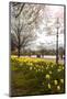 Visitors Walking Along the Serpentine with Daffodils in the Foreground, Hyde Park, London-Charlie Harding-Mounted Photographic Print