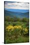 Vista, Shenandoah, Blue Ridge Parkway, Smoky Mountains, USA.-Anna Miller-Stretched Canvas