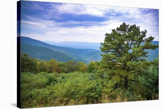 Vista, Shenandoah, Blue Ridge Parkway, Smoky Mountains, USA.-Anna Miller-Stretched Canvas