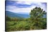 Vista, Shenandoah, Blue Ridge Parkway, Smoky Mountains, USA.-Anna Miller-Stretched Canvas