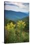 Vista with goldenrod, Shenandoah, Blue Ridge Parkway, Smoky Mountains, USA.-Anna Miller-Stretched Canvas