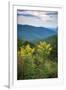 Vista with goldenrod, Shenandoah, Blue Ridge Parkway, Smoky Mountains, USA.-Anna Miller-Framed Photographic Print