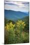 Vista with goldenrod, Shenandoah, Blue Ridge Parkway, Smoky Mountains, USA.-Anna Miller-Mounted Photographic Print