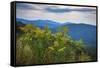 Vista with goldenrod, Shenandoah, Blue Ridge Parkway, Smoky Mountains, USA.-Anna Miller-Framed Stretched Canvas