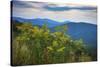 Vista with goldenrod, Shenandoah, Blue Ridge Parkway, Smoky Mountains, USA.-Anna Miller-Stretched Canvas