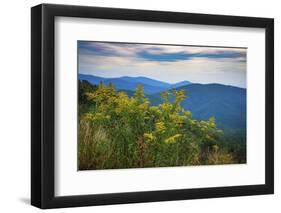 Vista with goldenrod, Shenandoah, Blue Ridge Parkway, Smoky Mountains, USA.-Anna Miller-Framed Photographic Print