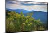 Vista with goldenrod, Shenandoah, Blue Ridge Parkway, Smoky Mountains, USA.-Anna Miller-Mounted Photographic Print