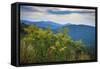 Vista with goldenrod, Shenandoah, Blue Ridge Parkway, Smoky Mountains, USA.-Anna Miller-Framed Stretched Canvas