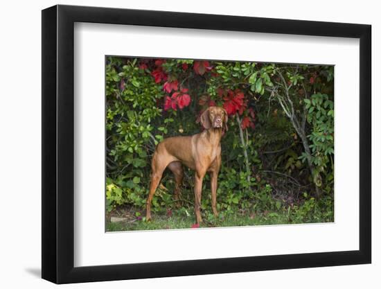 Viszla in Fall Vegetation Near Saltwater Beach, Madison, Connecticut, USA-Lynn M^ Stone-Framed Premium Photographic Print