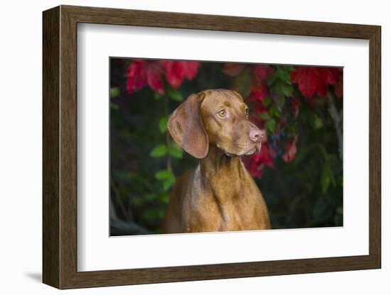 Viszla in Fall Vegetation Near Saltwater Beach, Madison, Connecticut, USA-Lynn M^ Stone-Framed Photographic Print