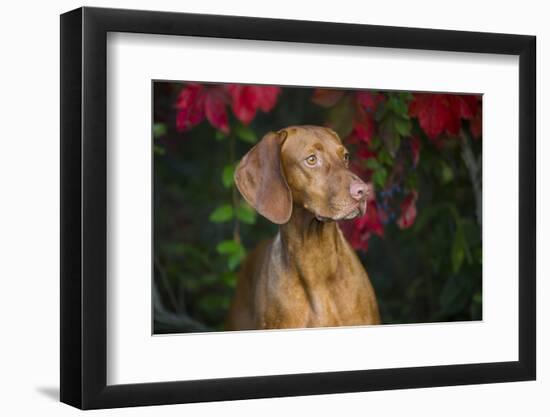 Viszla in Fall Vegetation Near Saltwater Beach, Madison, Connecticut, USA-Lynn M^ Stone-Framed Photographic Print