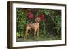 Viszla in Fall Vegetation Near Saltwater Beach, Madison, Connecticut, USA-Lynn M^ Stone-Framed Photographic Print