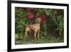 Viszla in Fall Vegetation Near Saltwater Beach, Madison, Connecticut, USA-Lynn M^ Stone-Framed Photographic Print