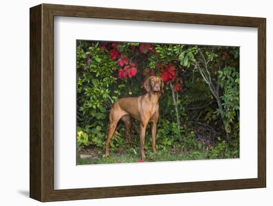 Viszla in Fall Vegetation Near Saltwater Beach, Madison, Connecticut, USA-Lynn M^ Stone-Framed Photographic Print