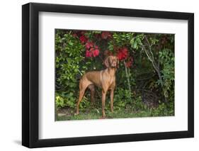 Viszla in Fall Vegetation Near Saltwater Beach, Madison, Connecticut, USA-Lynn M^ Stone-Framed Photographic Print